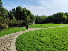 -合肥滨湖国家森林公园