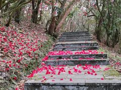 -贵州百里杜鹃风景名胜区
