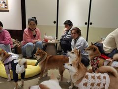 -逗柴咖啡屋·狗咖猫咖宠物桌游