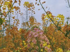 -中国天府农业博览园