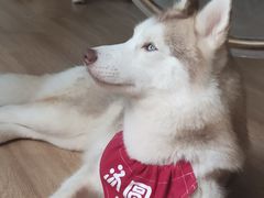 -Husky Go! 哈士奇体验馆·宠物咖啡厅狗咖