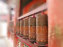 -塔尔寺-菩提树