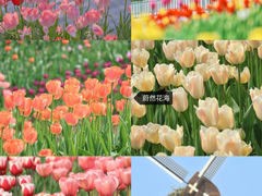-望江楼公园