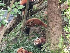 -都江堰中华大熊猫苑