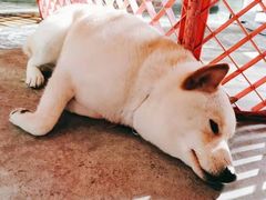 -more than meow吴止猫主题餐厅(承德 中船汇店)