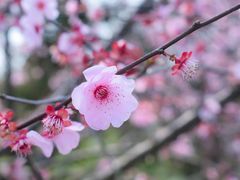 -花开海上生态园