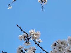 -高东镇樱花园