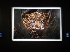 -罗红摄影艺术馆