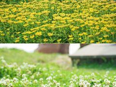 -丁香湖公园