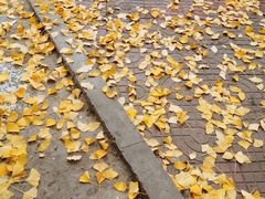 -四川大学(华西校区)