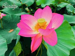 -陈家山荷花公园