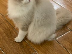 -猫友咖啡店(玉林西路店)