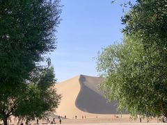 -沙洲胡杨焖饼