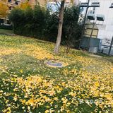 故都的秋