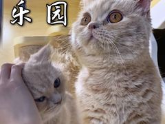 -猫宠乐园·专业洗护