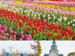 -荷兰花海