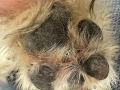 -comecome来吧宠物(奥克斯中心店)