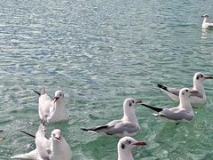 -泸沽湖国家级风景名胜区走婚桥