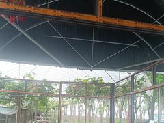 -马陆小张葡萄园农家乐