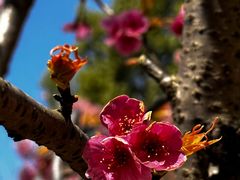 -顾村公园