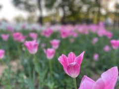 -北京国际鲜花港