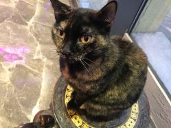 -RL Nail·瑞丽美甲美睫品牌原创店