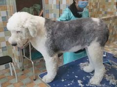 -米苏动物医院·犬猫专科·骨科外科内窥镜