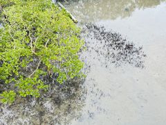 -北海金海湾红树林生态旅游区