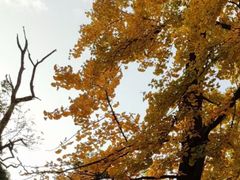 -八大关景区