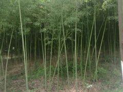 -黄海国家森林公园