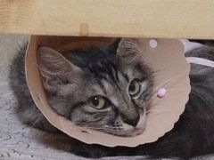-伟伟宠物医院·CT影像中心·瑞派犬猫综合性门诊(汉口总院)