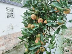 -东山风景区(洞庭东山)