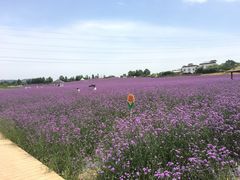 -紫颐香薰山谷景区