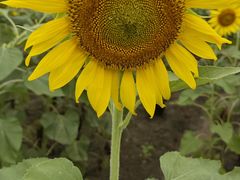 -杭州湾海上花田景区