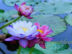 -上海植物园-4号门售票处