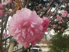 -天适樱花悠乐园