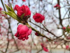 -桃花堤公园