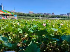 -莲花池公园