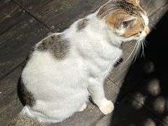 -品德宏·孔雀宴的发源地(金塔园店)