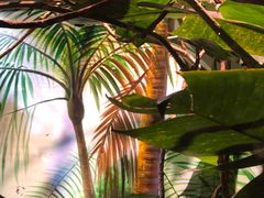 -正佳雨林生态植物园