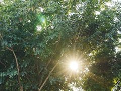 -东莞植物园