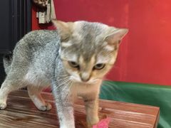 -猫色咖啡·猫咖