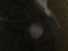 -PETKIT小佩宠物·低压洗护(国顺东路店)