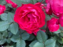 -人民公园-相亲角