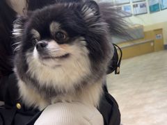 -美联众合动物医院·24h转诊中心