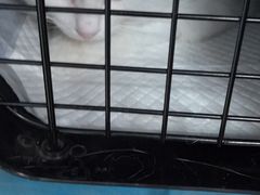 -纳吉亚猫专科动物诊疗中心(蒋宅口分院)
