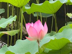 -荔湾湖公园