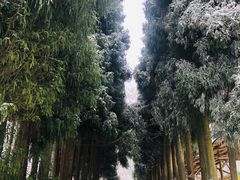 -武陵山森林公园