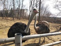 -大连森林动物园