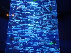 -香港海洋公园